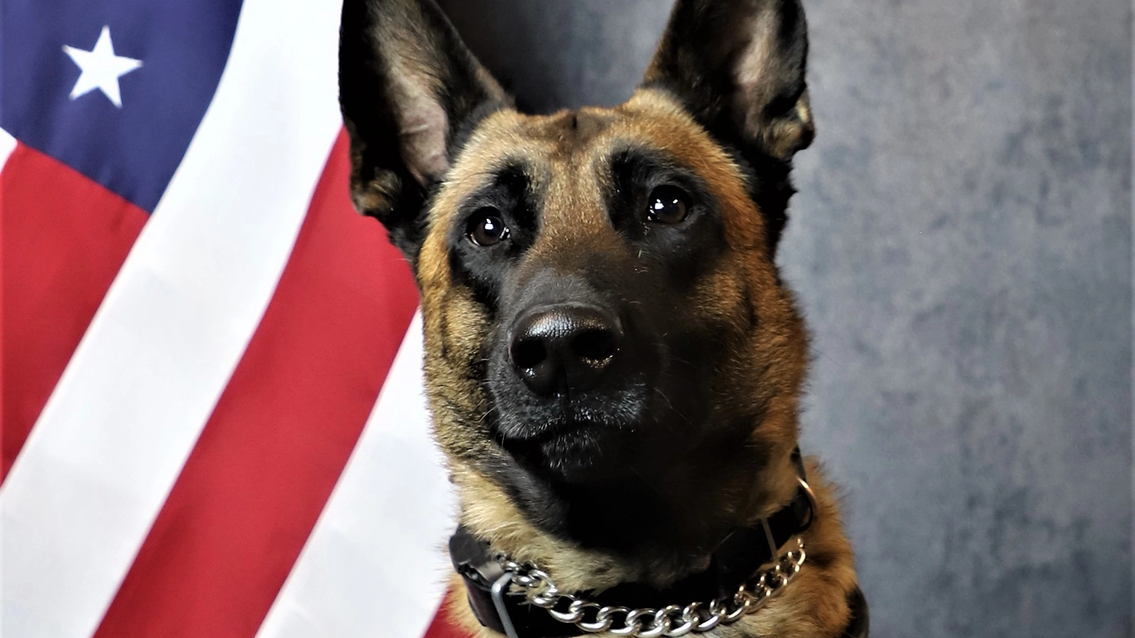 Featured image for “K9 Shadow”